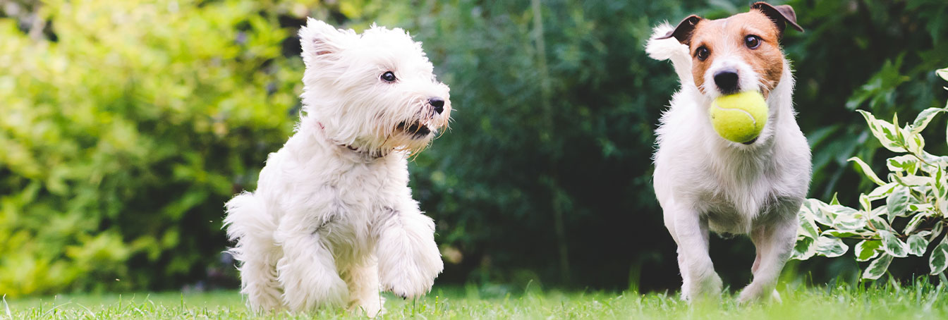Pat The Dog | Dog Boarding