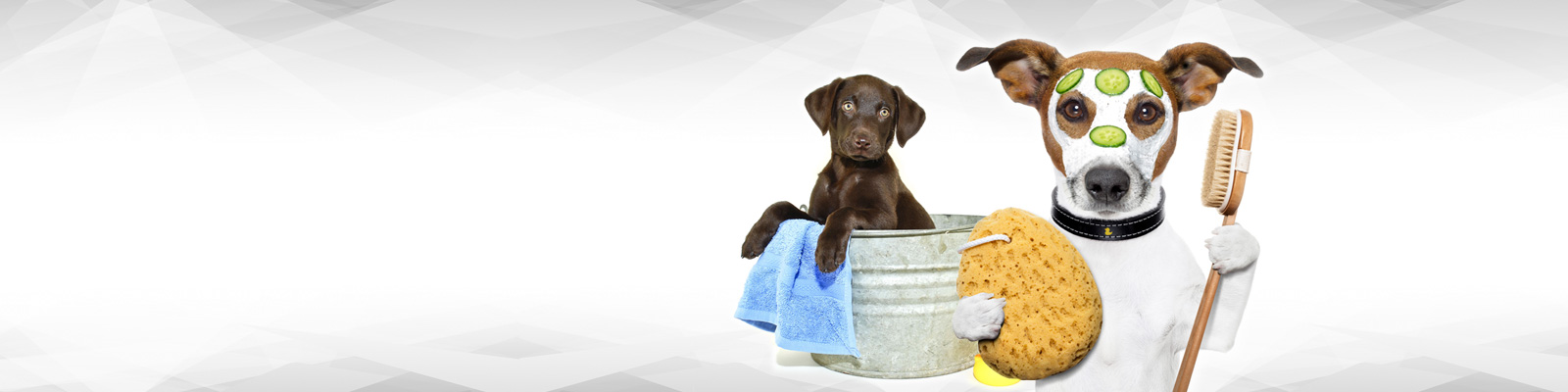 Pat The Dog | Dog Grooming